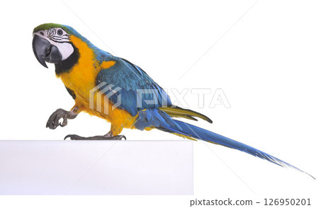 Blue-and-yellow macaw in studio 126950201