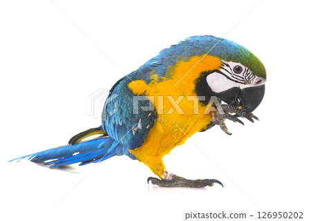 Blue-and-yellow macaw in studio 126950202