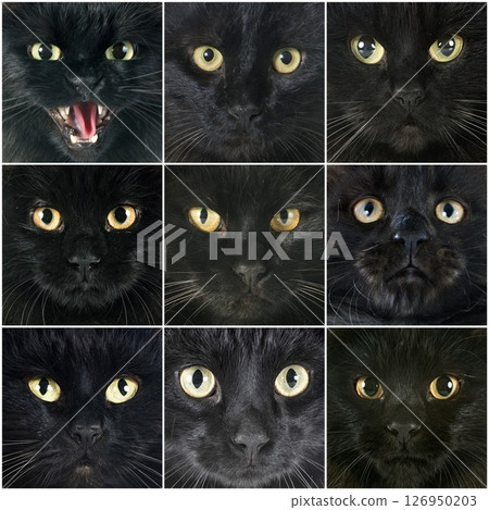 group of black cats 126950203