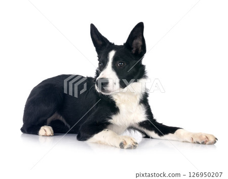 puppy border collie puppy border collie 126950207