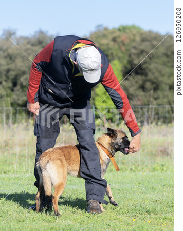 obedience training with a malinois obedience training with a malinois 126950208