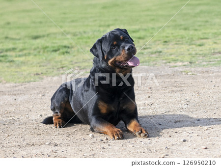training of rottweiler training of rottweiler 126950210