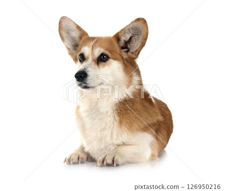 Pembroke Welsh Corgi Pembroke Welsh Corgi 126950216