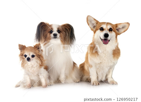 Pembroke Welsh Corgi, papillon dog and chihuahua Pembroke Welsh Corgi, papillon dog and chihuahua 126950217