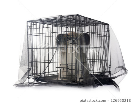 papillon dog in cage in studio papillon dog in cage in studio 126950218
