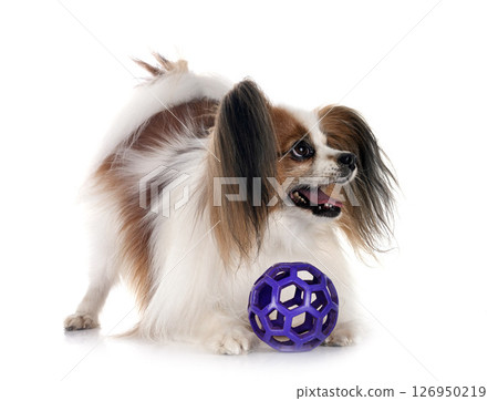 papillon dog in studio papillon dog in studio 126950219