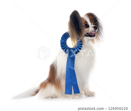 papillon dog in studio papillon dog in studio 126950220