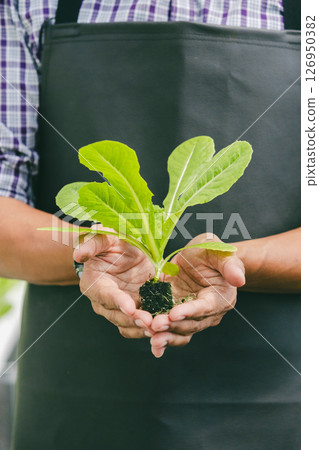 closeup farmer hand holding green cos plant, Organic vegetable clean food produce from hydro farm closeup farmer hand holding green cos plant, Organic vegetable clean food produce from hydro farm 126950382