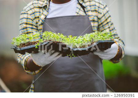 Closeup farmer worker holding vegetable sprout green plant nursery for organic green food plantation agriculture work 126950391