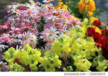 Beautiful flowers in the spring at the nature park 126950633