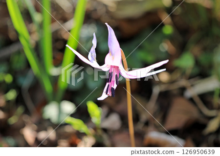 春天自然公園裡美麗的花朵 春天自然公園裡美麗的花朵 126950639