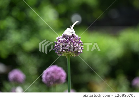 Garlic flower Garlic flower 126950703