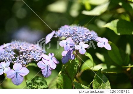 Amacha flowers Amacha flowers 126950711