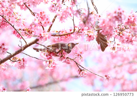 Sakura and bulbul 126950773
