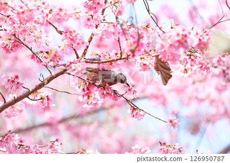 Sakura and bulbul 126950787