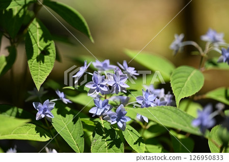 Early summer mountain hydrangea (mountain hydrangea) Early summer mountain hydrangea (mountain hydrangea) 126950833