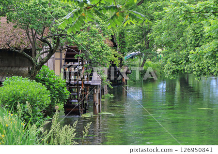 Waterwheel at Daio Wasabi Farm in Azumino in early summer Waterwheel at Daio Wasabi Farm in Azumino in early summer 126950841
