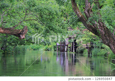 初夏的安曇野大王山葵農場的水車 126950847
