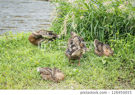綠頭鴨（雌）京都市鴨川市 126950855