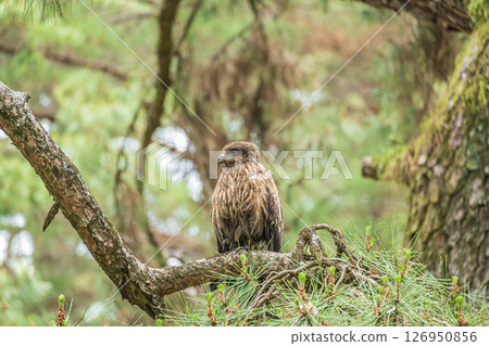 黑鳶,京都市京都御所 黑鳶,京都市京都御所 126950856