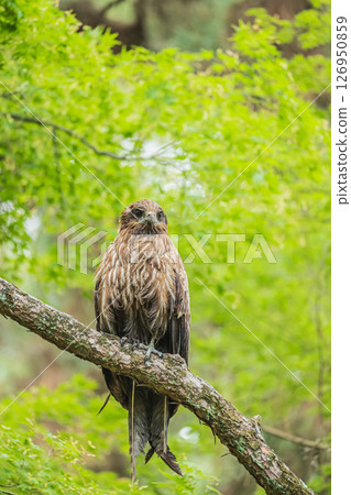 黑鳶，京都市京都御所 126950859