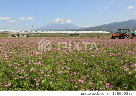 The Tokaido Shinkansen train runs through a milk vetch field with Mt. Fuji in the background The Tokaido Shinkansen train runs through a milk vetch field with Mt. Fuji in the background 126950882