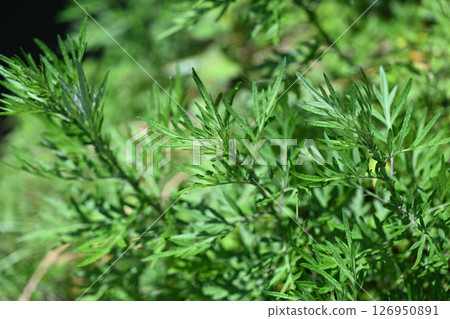 Early summer mugwort (Mugwort) Early summer mugwort (Mugwort) 126950891