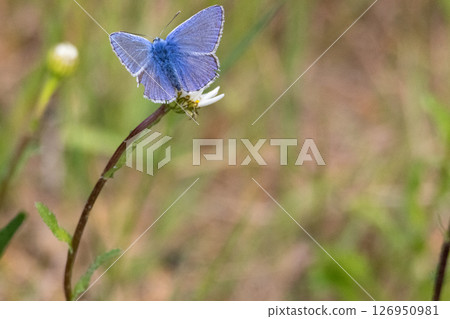 Holly blur butterfly feeding on daisy . High quality photo Holly blur butterfly feeding on daisy . High quality photo 126950981