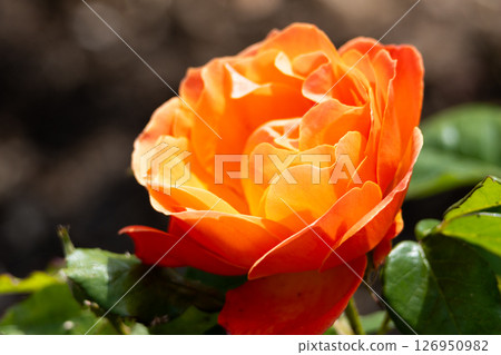 Close up of orange rose. High quality photo Close up of orange rose. High quality photo 126950982