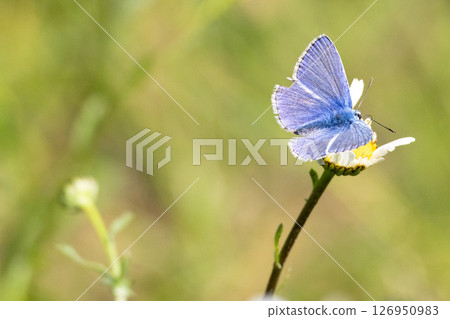 Holly blur butterfly feeding on daisy . High quality photo Holly blur butterfly feeding on daisy . High quality photo 126950983