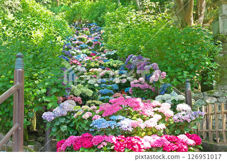 [Hasedera Temple (Hydrangea Corridor)] Hatsuse, Sakurai City, Nara Prefecture 126951017