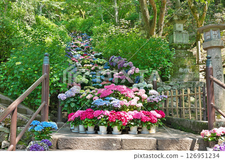 [長谷寺（繡球花迴廊）] 奈良縣櫻井市初瀨 126951234