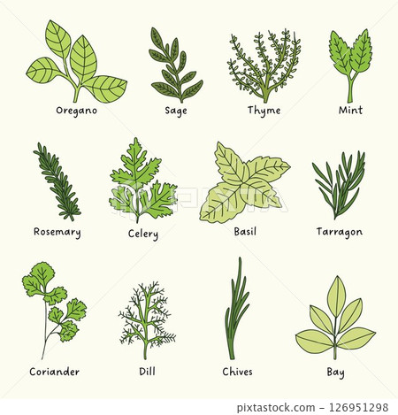 HERBS hand drawn botanical illustration simple plants drawing vegetable artistic modern doodles green kitchen gardening icon collection pack 126951298