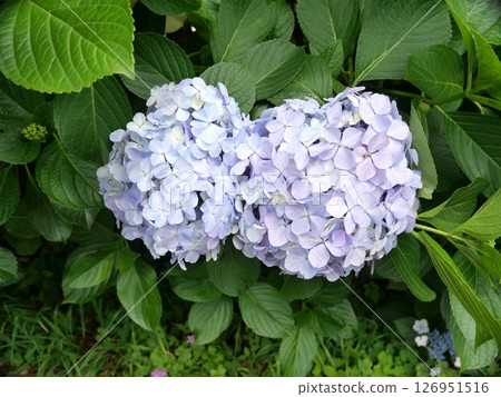 繡球花有許多藍色的裝飾花 126951516