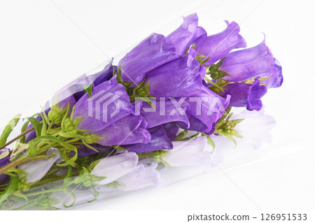 Campanula bouquet Campanula bouquet 126951533