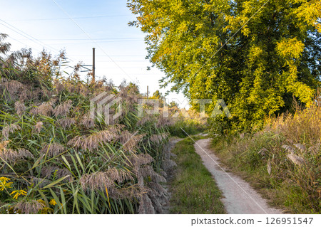 Walking in nature countryside on forest path trail Brest Belarus. 126951547