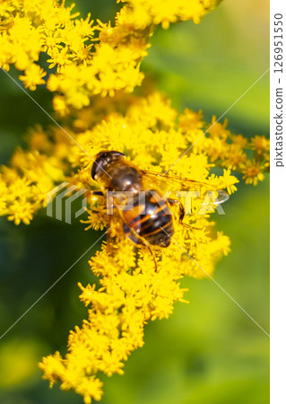 Bee bumblebee collects nectar from yellow flower blossom Brest Belarus. Bee bumblebee collects nectar from yellow flower blossom Brest Belarus. 126951550