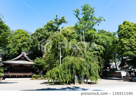 東京都府中市宮町大國魂神社的垂枝櫻花,春天的藍色天空 東京都府中市宮町大國魂神社的垂枝櫻花,春天的藍色天空 126951590