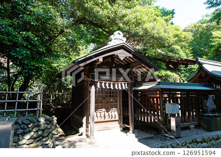 在東京都府中市宮町的春天蔚藍天空下漫步於大國魂神社的正殿後 126951594
