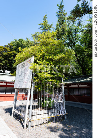 The bamboo stalks at Okunitama Shrine, under the blue sky in spring, Miyacho, Fuchu City, Tokyo 126951596