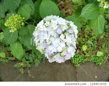 在雨季陽光明媚的日子裡，五顏六色的繡球花盛開 126951638
