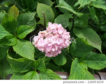 雨季陽光明媚的日子裡盛開的粉紅色繡球花 126951639