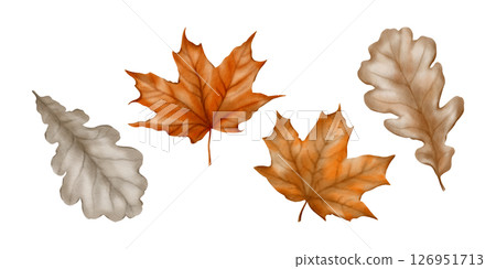 Autumn leaves from maple and oak trees as a symbol of fall, harvest festival, pumpkin festival.Watercolor illustration isolated on transparent background. 126951713