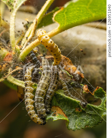 Caterpillars Feeding on Leaf Surface in Webbing Caterpillars Feeding on Leaf Surface in Webbing 126951840