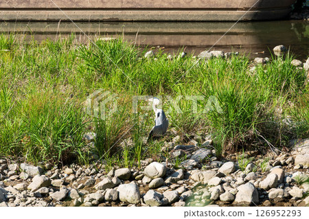 Gray heron Gray heron 126952293