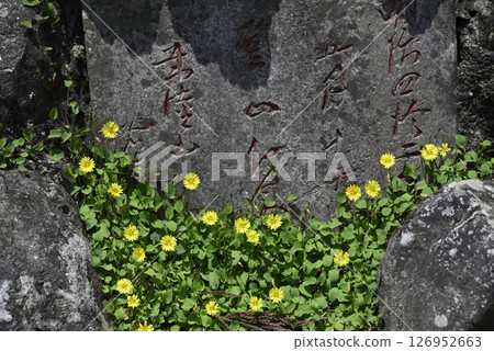 The 19th Yokozuna Hitachiyama's hand-shaped stone and yellow flowers The 19th Yokozuna Hitachiyama's hand-shaped stone and yellow flowers 126952663