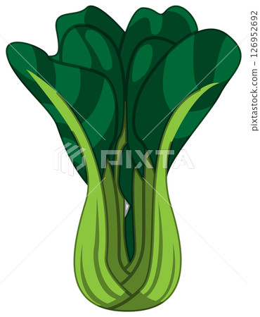 Vector illustration of bok choy with realistic shadow 126952692