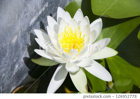 Lotus 126952778