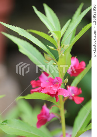 霍森卡廷薩古努花 126952956