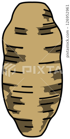 整個紅薯的彩色插圖 整個紅薯的彩色插圖 126952961